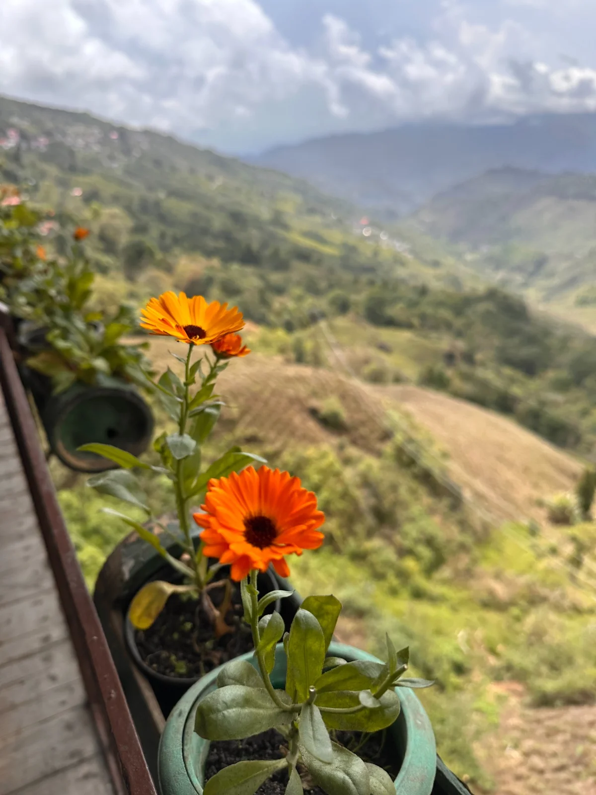 Orange flowers overlooking green mountain slopes