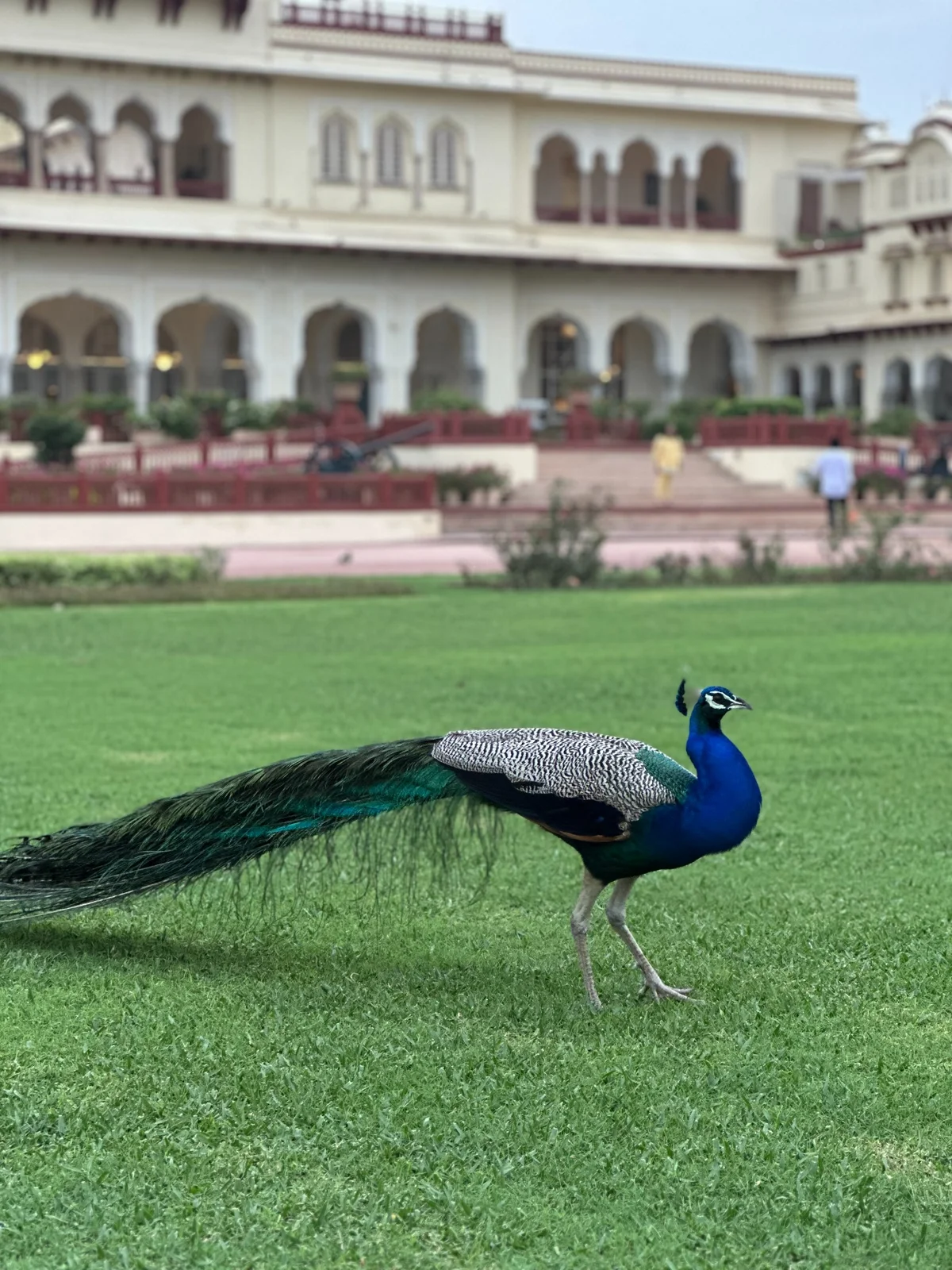 A peacock on a lawn in front of an arched building