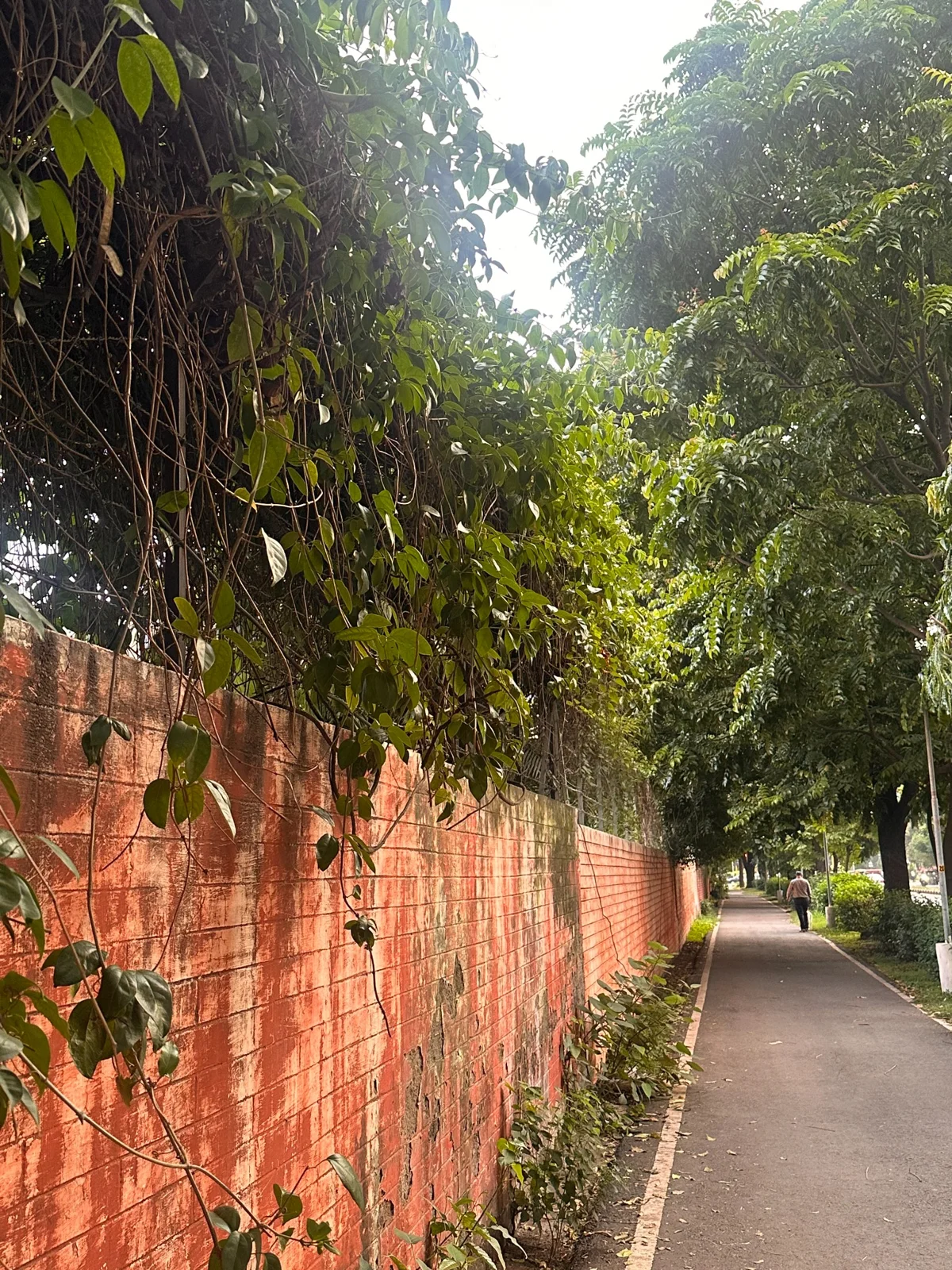 A shaded walkway beside a red brick wall and hanging greenery